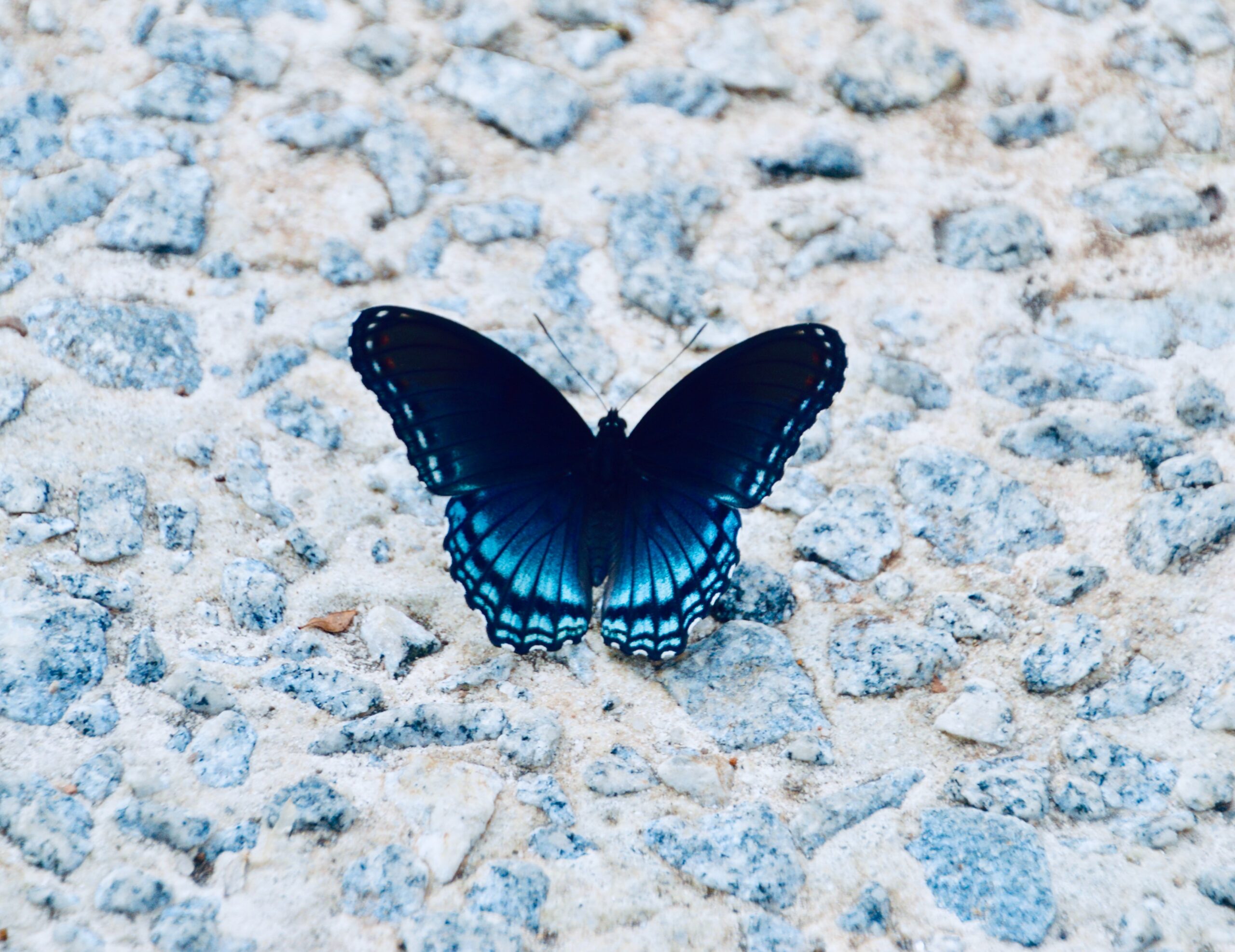 butterbly blue